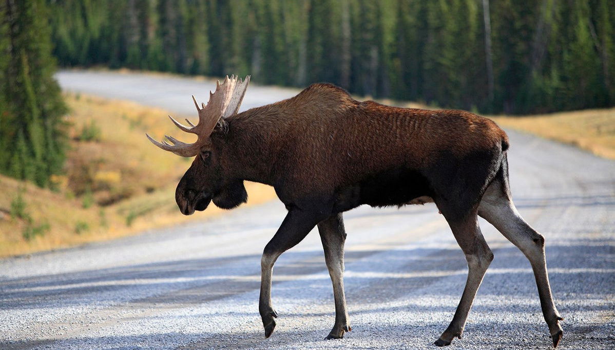 Avvistamento di alci a Rovaniemi - Foto 1