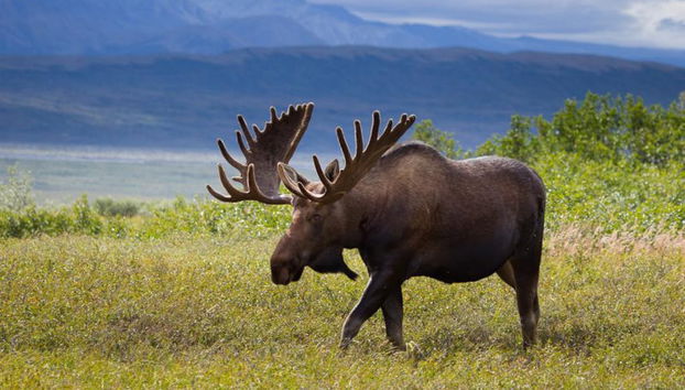 Avvistamento di alci a Rovaniemi - Foto 3