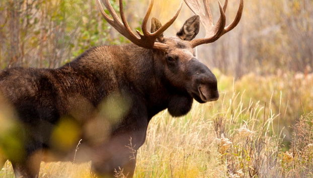 Avvistamento di alci a Rovaniemi - Foto 4