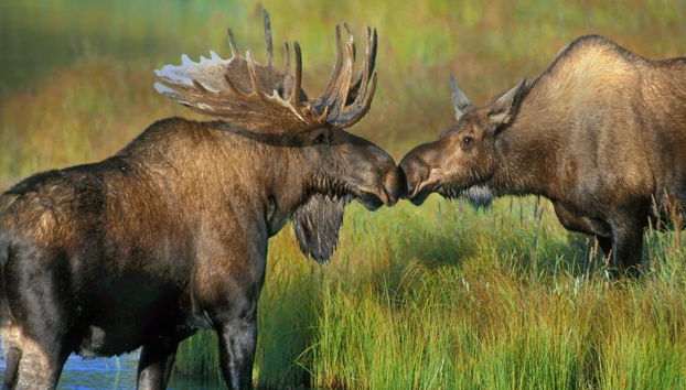 Avvistamento di alci a Rovaniemi - Foto 2