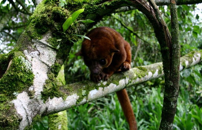 Senderismo por el Santuario Otún Quimbaya - Foto 1