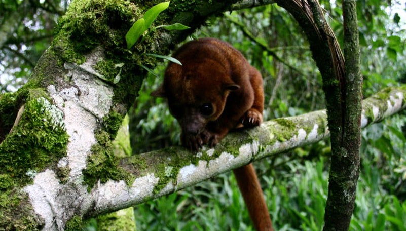 Otún Quimbaya Sanctuary Hike - Photo 1