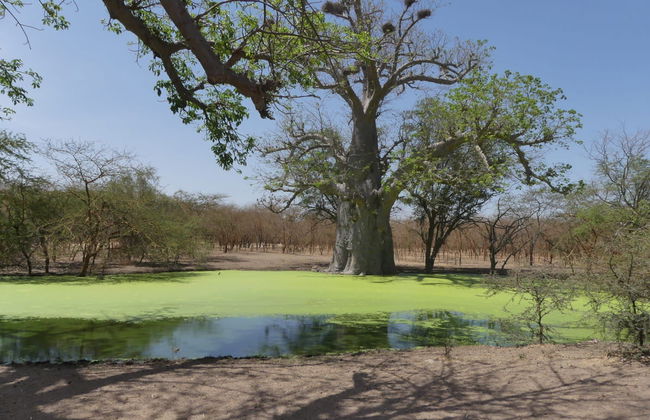 Excursión privada a la Reserva de Bandia y Lago Rosa - Foto 3