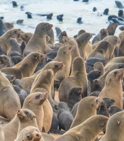 Foto de Excursión a la reserva de leones marinos de Cape Cross