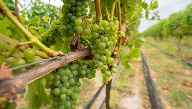 Tour del vino a Martinborough - Foto 2