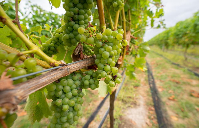 Tour del vino a Martinborough - Foto 2