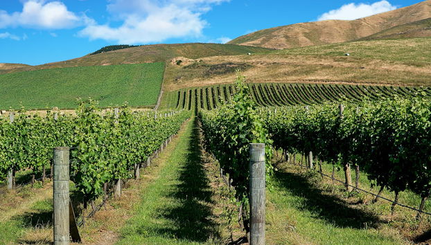 Tour del vino a Martinborough - Foto 4