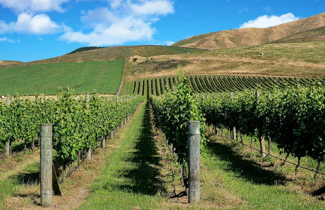 Tour del vino a Martinborough - Foto 4