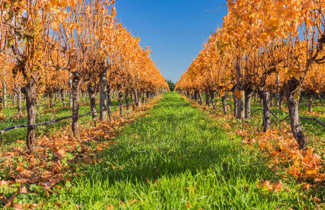 Tour del vino a Martinborough - Foto 1