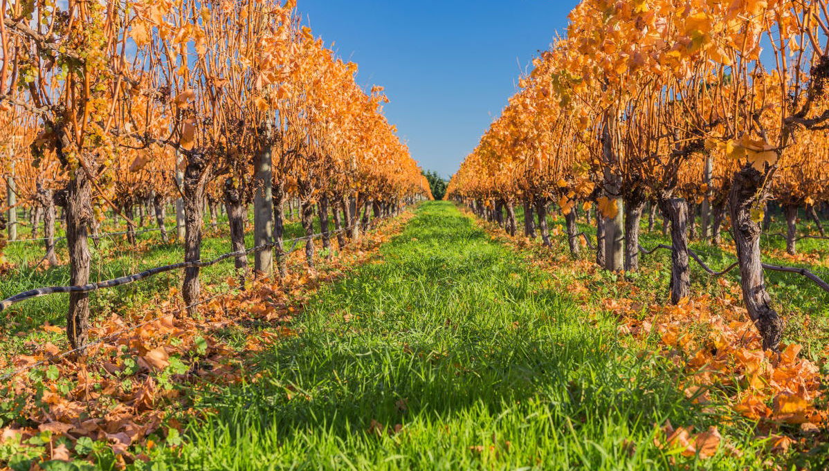 Tour del vino a Martinborough - Foto 1