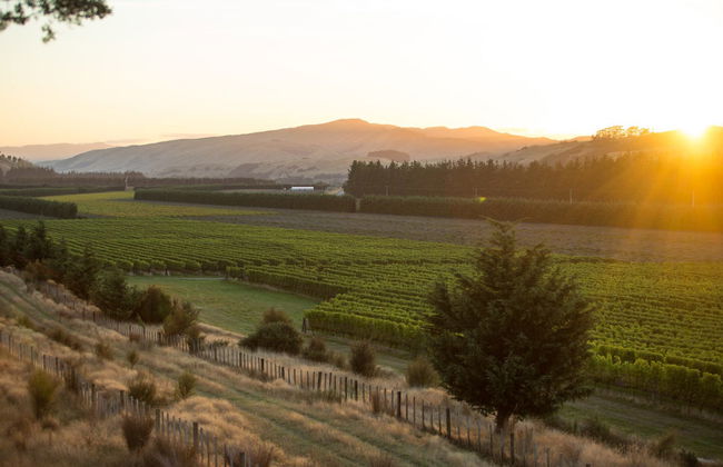 Route des vins à Martinborough - Photo 2