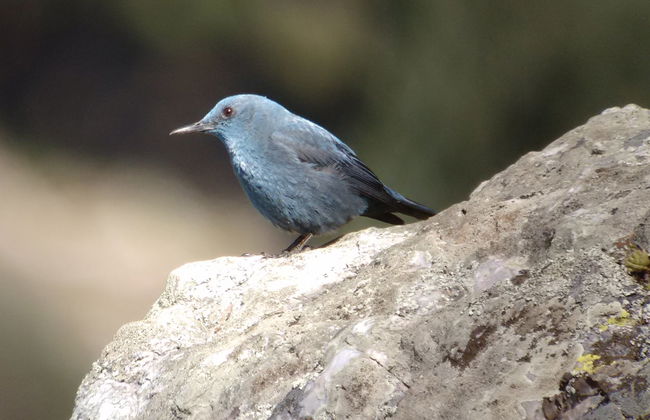 Avistamiento de aves en Monfragüe - Photo 4