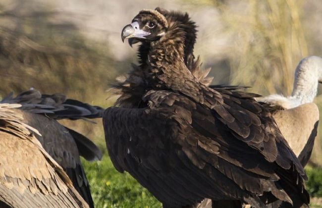 Avistamiento de aves en Monfragüe - Photo 7