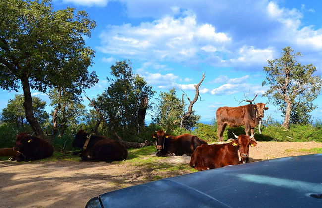Tour de 4x4 pelo Parque Natural de Madonie - Foto 6