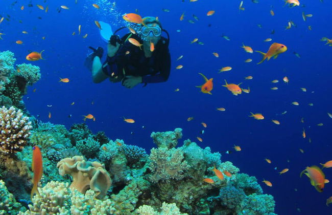 Bautismo de buceo en Trincomalee - Foto 6