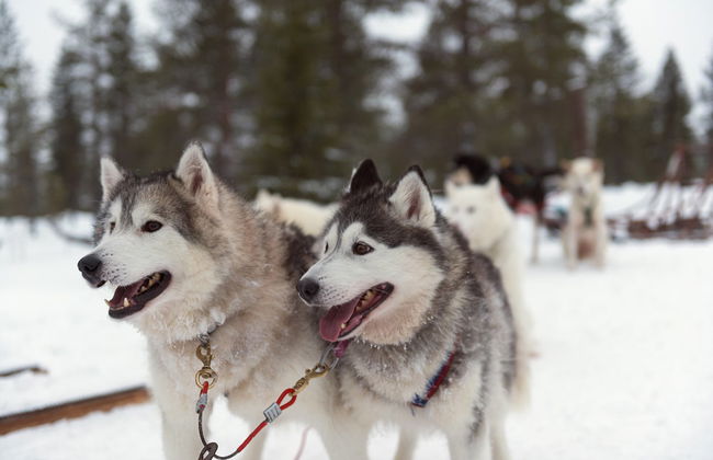 Husky Sleigh Ride - Photo 4