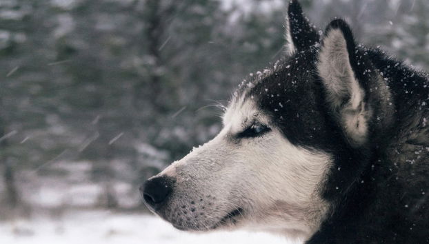 Balade en traîneau tiré par des chiens husky - Photo 3