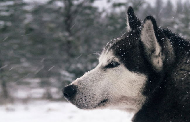 Husky Sleigh Ride - Photo 3
