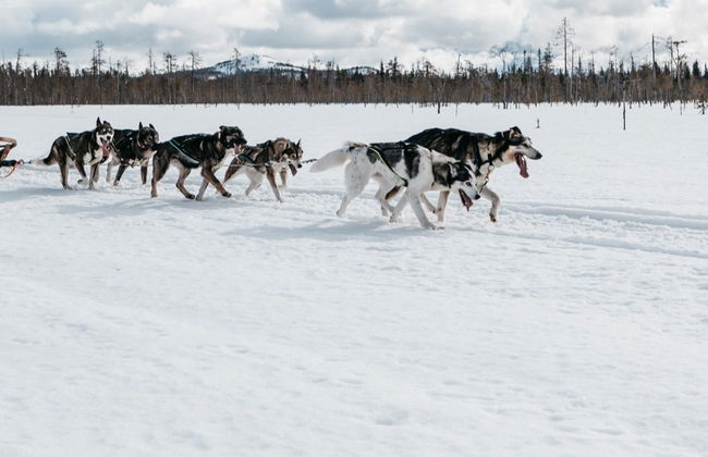 Paseo en trineo de perros husky - Foto 3
