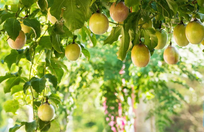 Tour del maracuyá por la Sierra Nevada de Santa Marta - Foto 7
