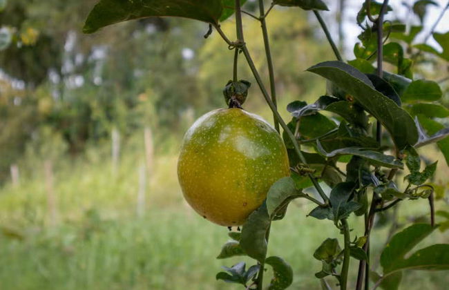 Tour del maracuyá por la Sierra Nevada de Santa Marta - Foto 6