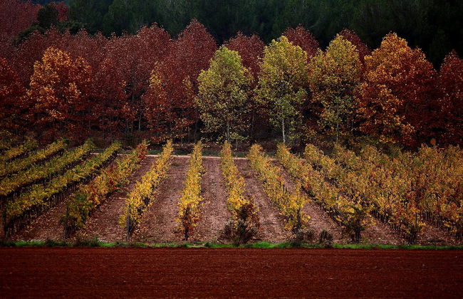 Visita a la bodega Oller del Mas - Foto 1