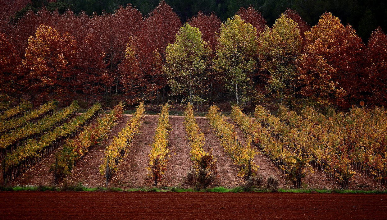 Visita a la bodega Oller del Mas - Foto 1