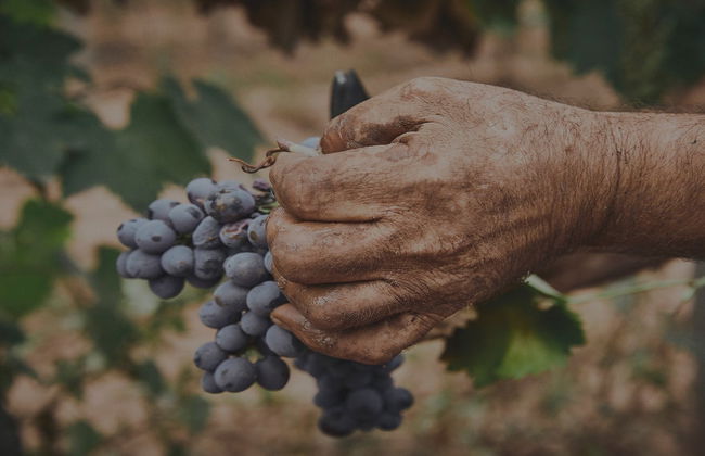 Visita a la bodega Oller del Mas - Foto 4
