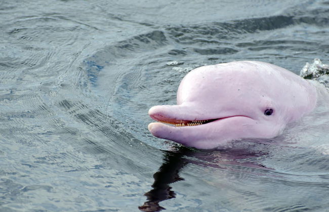 Amazon Rainforest 5 Day Tour - Foto 3