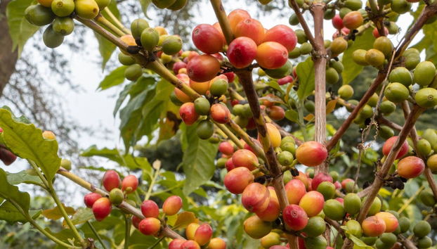 Materuni Waterfalls Tour - Photo 5