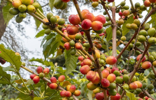 Materuni Waterfalls Tour - Photo 5