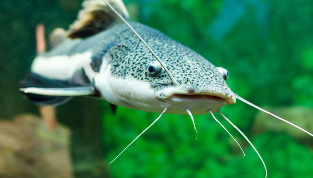 Museu da Amazônia Tour - Foto 4