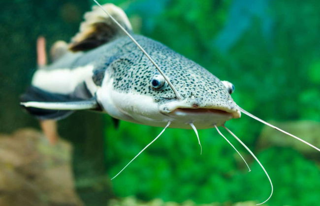 Museu da Amazônia Tour - Foto 4