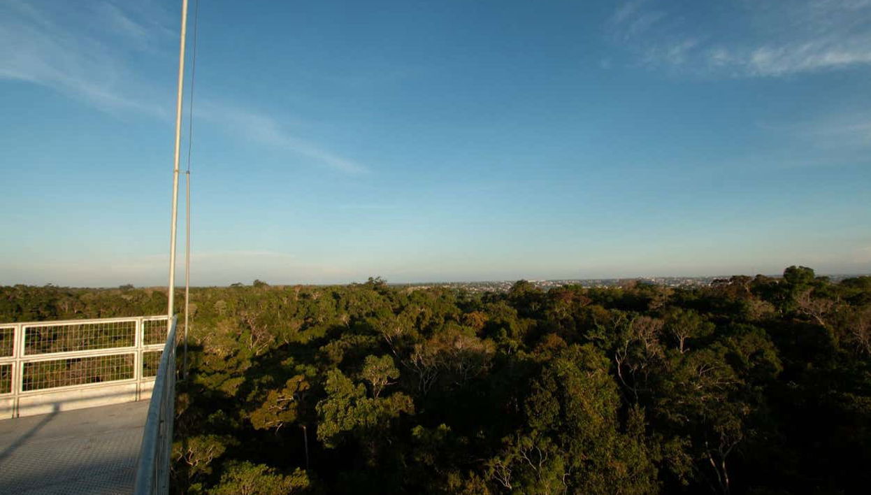 Museu da Amazônia Tour - Foto 1