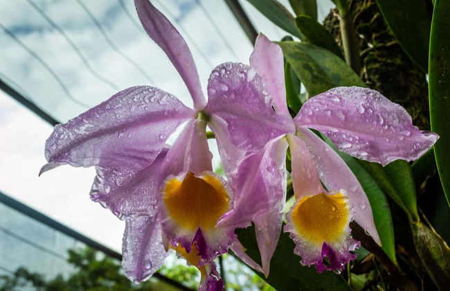 Museu da Amazônia Tour - Foto 7