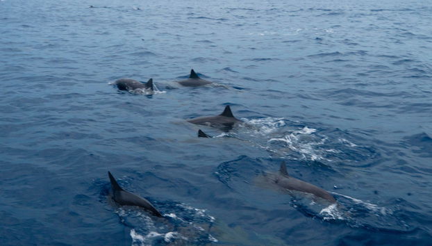 Santa Cruz Bay Cruise at Sunrise - Photo 5