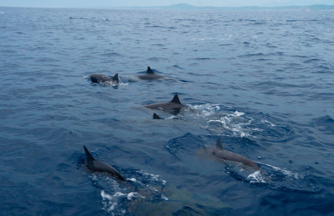 Santa Cruz Bay Cruise at Sunrise - Foto 5
