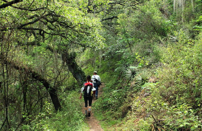 Hiking in the Sierra Norte in Oaxaca - Photo 2