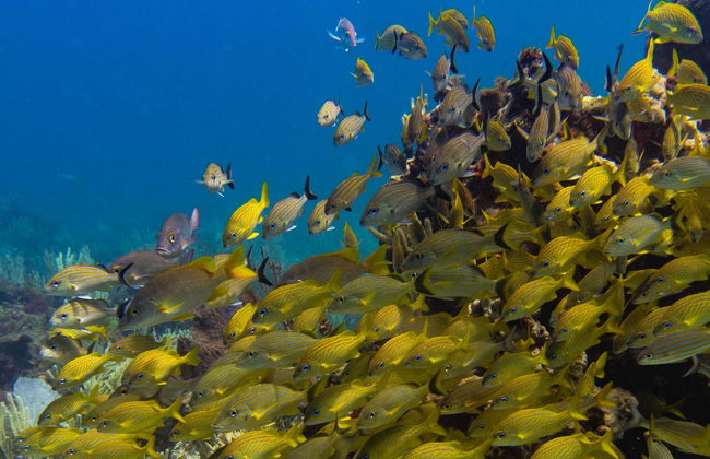 Bautismo de buceo en Cancún - Foto 8