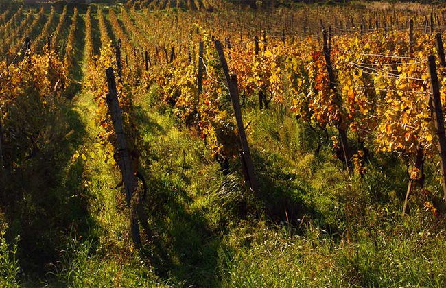 Cerveny Kamen Castle & Wine Route - Foto 2