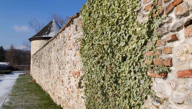 Cerveny Kamen Castle & Wine Route - Photo 5