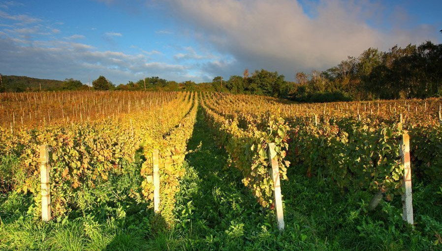 Cerveny Kamen Castle & Wine Route - Photo 1