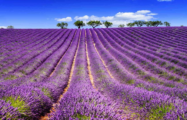 Tour de la lavanda por Sault - Foto 6