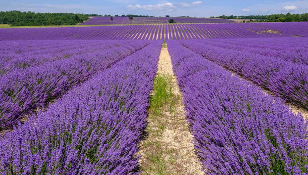 Tour de la lavanda por Sault - Foto 2