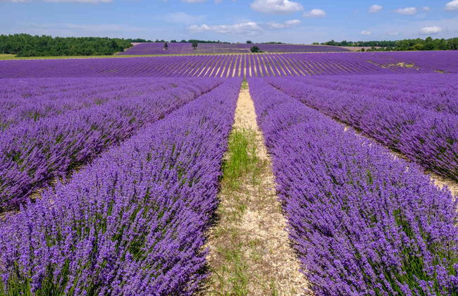 Tour de la lavanda por Sault - Foto 2