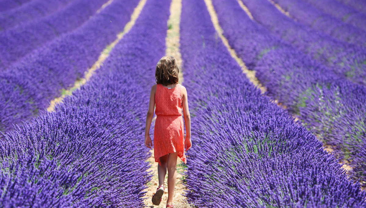 Tour de la lavanda por Sault - Foto 1