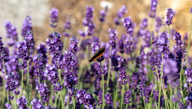 Tour de la lavanda por Sault - Foto 4