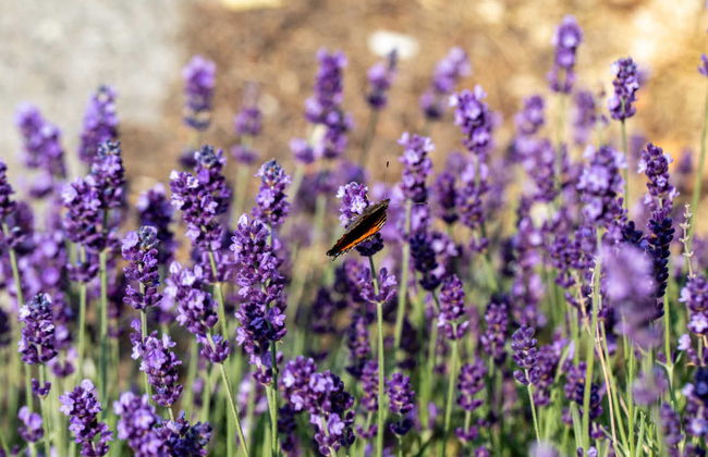 Tour de la lavanda por Sault - Foto 4
