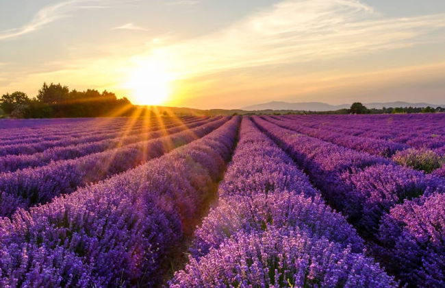 Tour de la lavanda por Sault - Foto 3