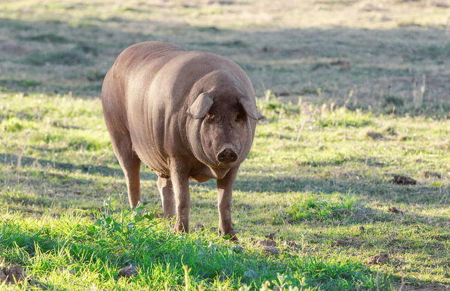 Sierra de Aracena Full-Day Trip - Photo 4
